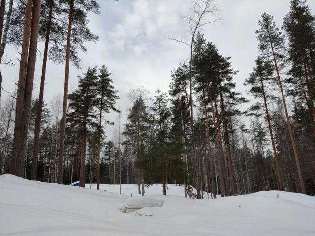 Ленинградская область, Никитилово дер.
