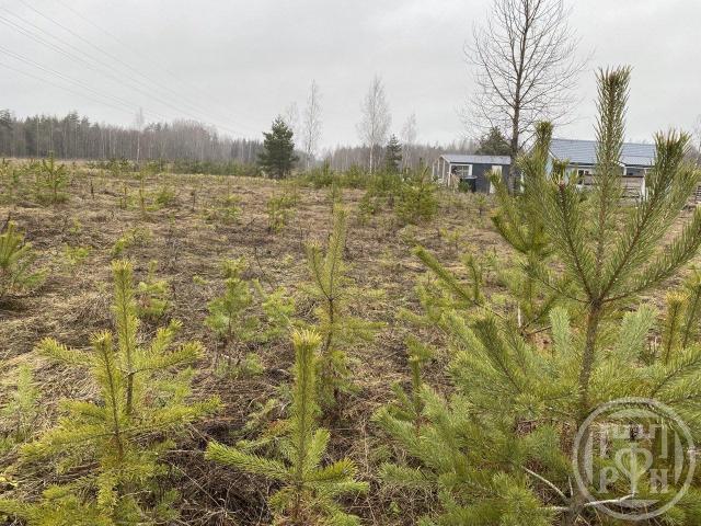 Низино дер.