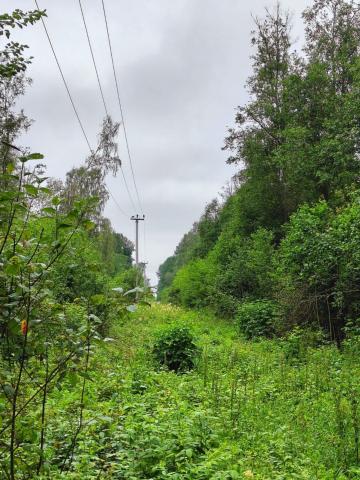 Ленинградская область, Извоз дер.