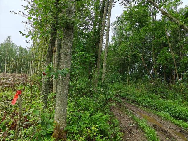 Ленинградская область, Извоз дер.