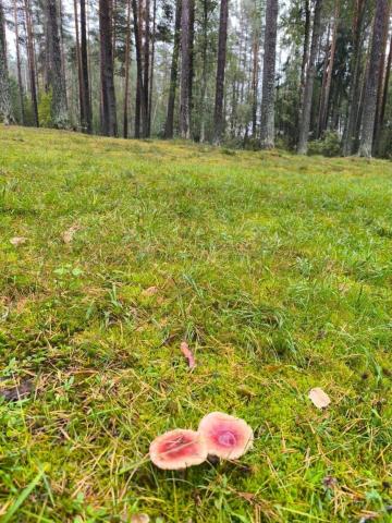 Ленинградская область, Бахарево дер., 9