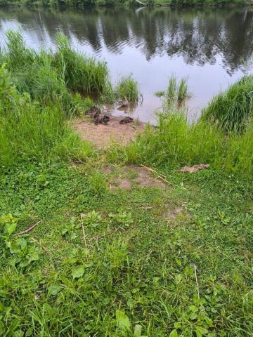 Ленинградская область, Бахарево дер., 9