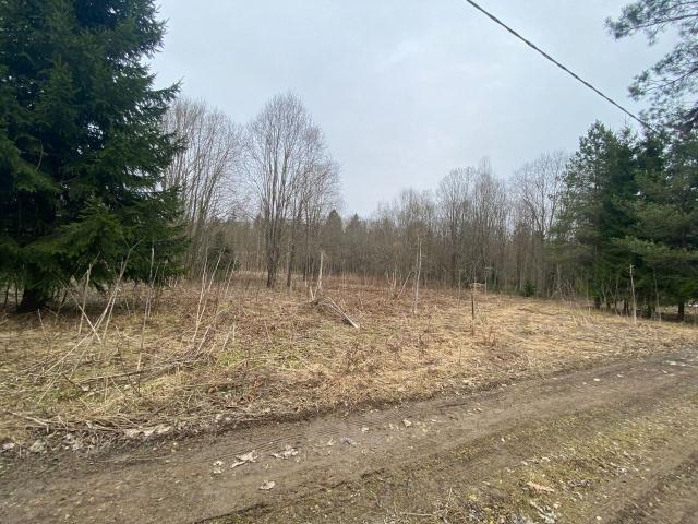 Ленинградская область, Синковицы дер.