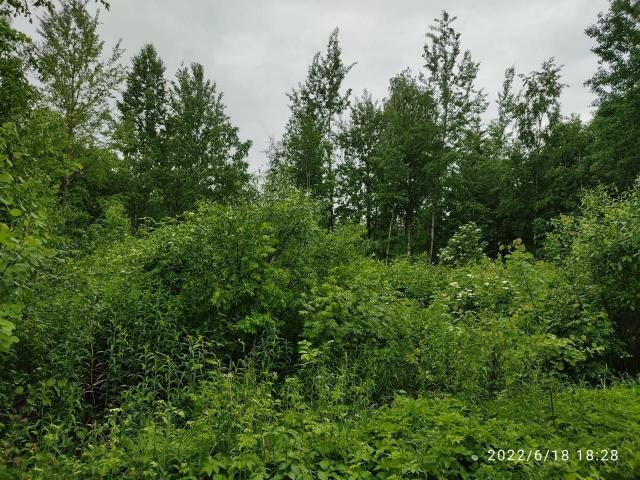 Ленинградская область, Сиверский СНТ