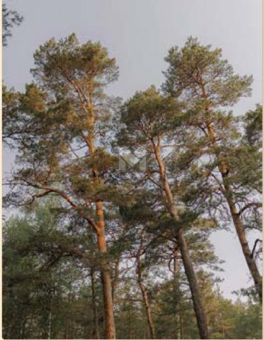 Сестрорецк, Авиационная ул., 5к1.8