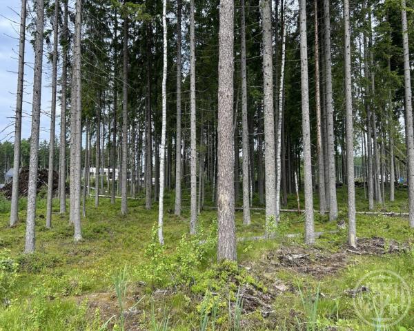 36 км Средне-Выборгского шоссе массив, Левашовский лагерь