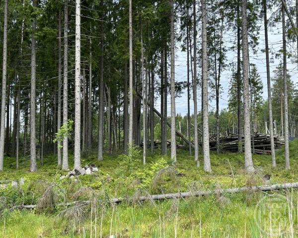 36 км Средне-Выборгского шоссе массив, Левашовский лагерь