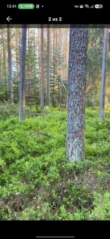 Ленинградская область, Мичуринское пос., Мичуринское ДНП
